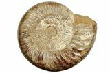 Polished Jurassic Ammonite (Perisphinctes) - Madagascar #217113-1